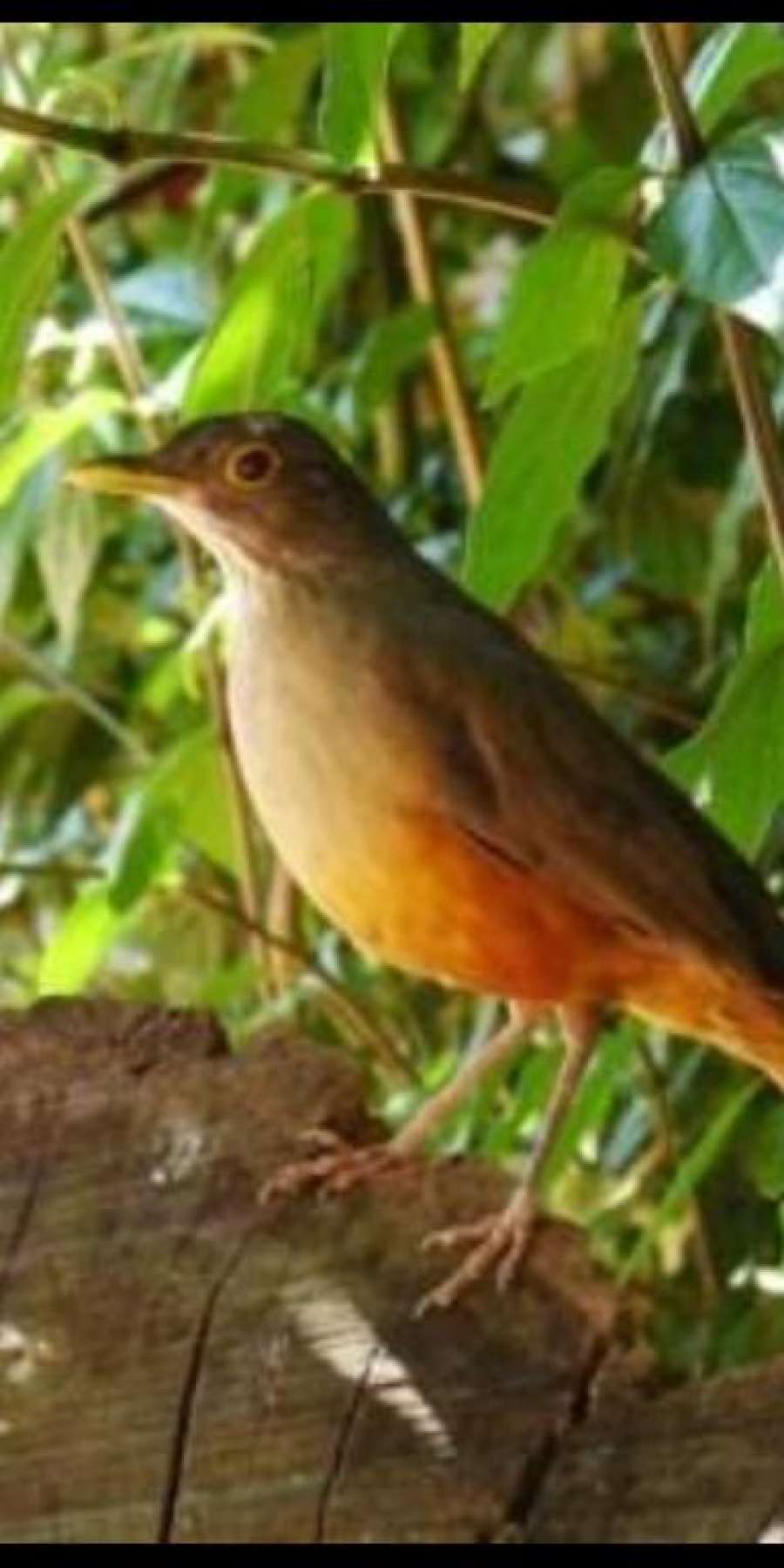 Pouso Cantinho do sabiá