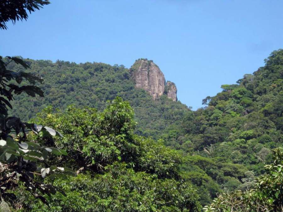 Apartamento na floresta