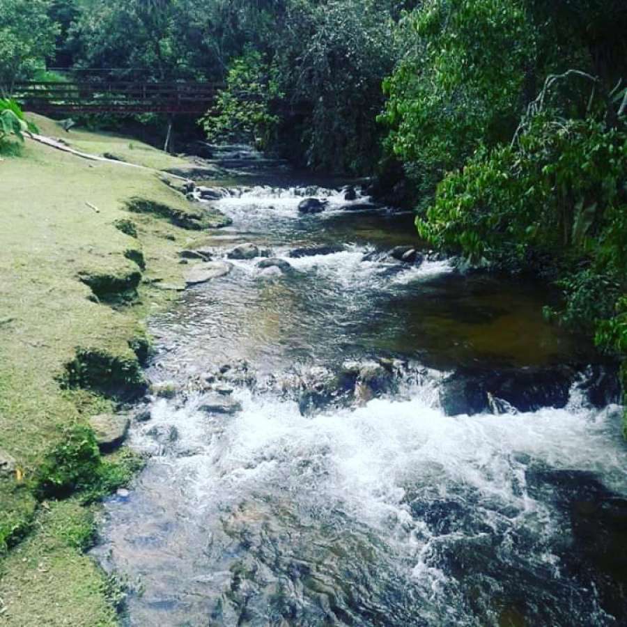 Chale. Truta. Da. Floresta. 2