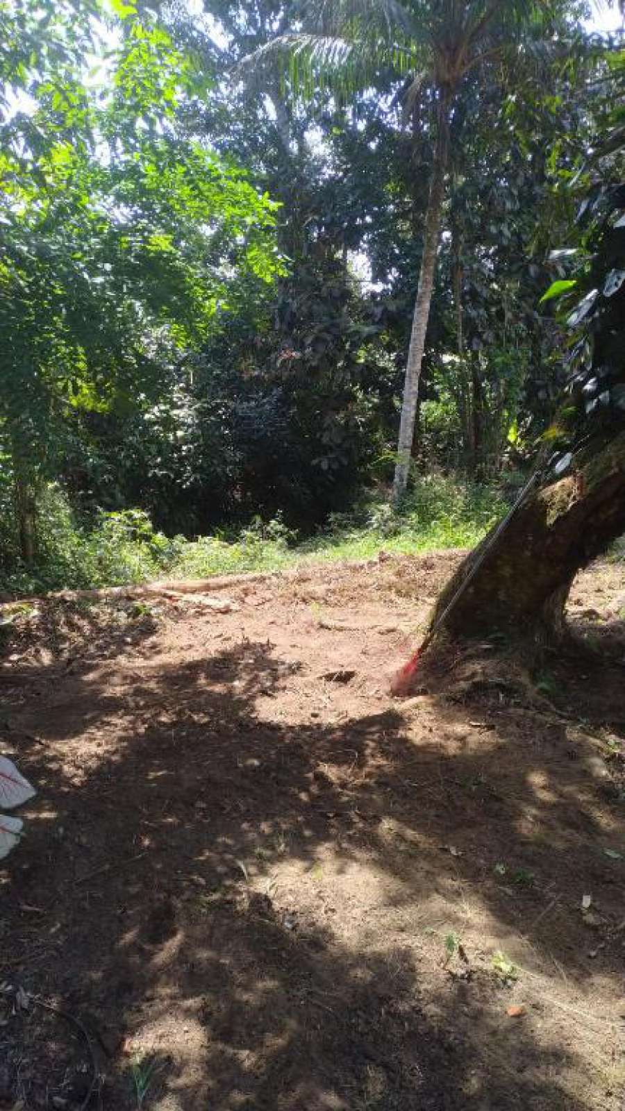 Camping vida longa