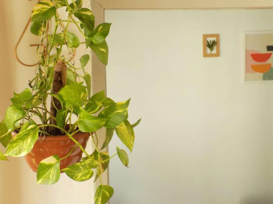 Quarto Jabuticaba