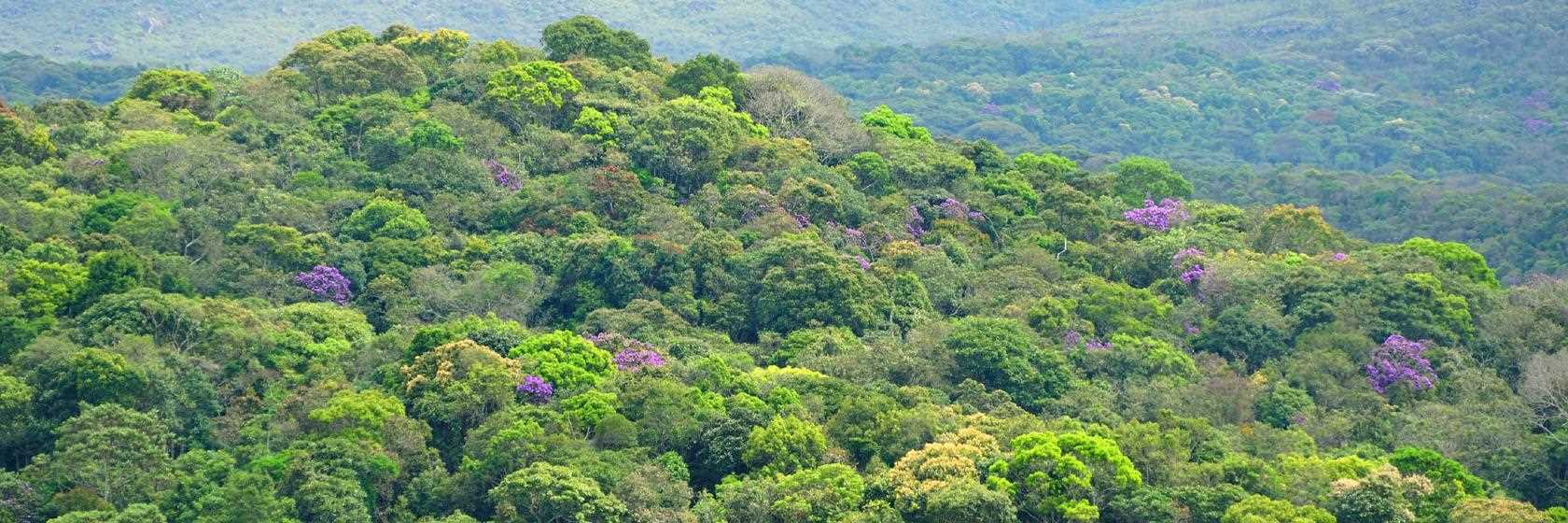 Guarapuava