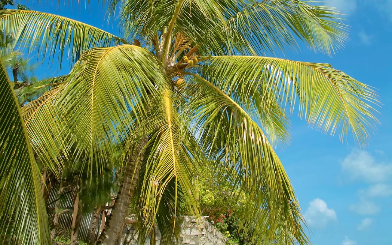 Maracajaú