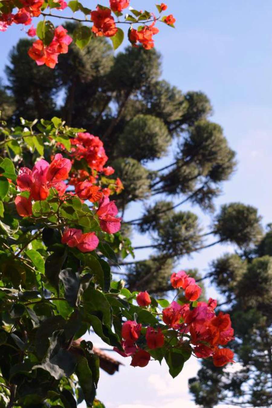 Foto do Pousada Vale Das Hortências