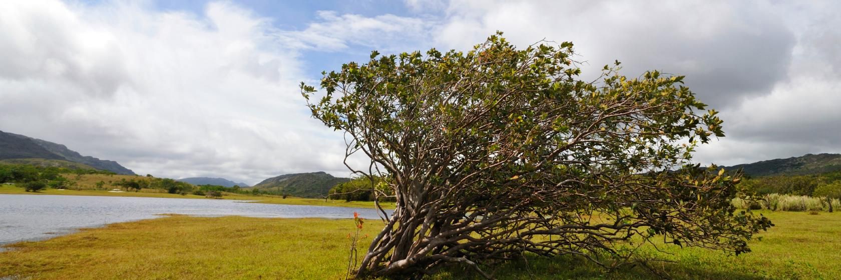 Foto do Porangaba