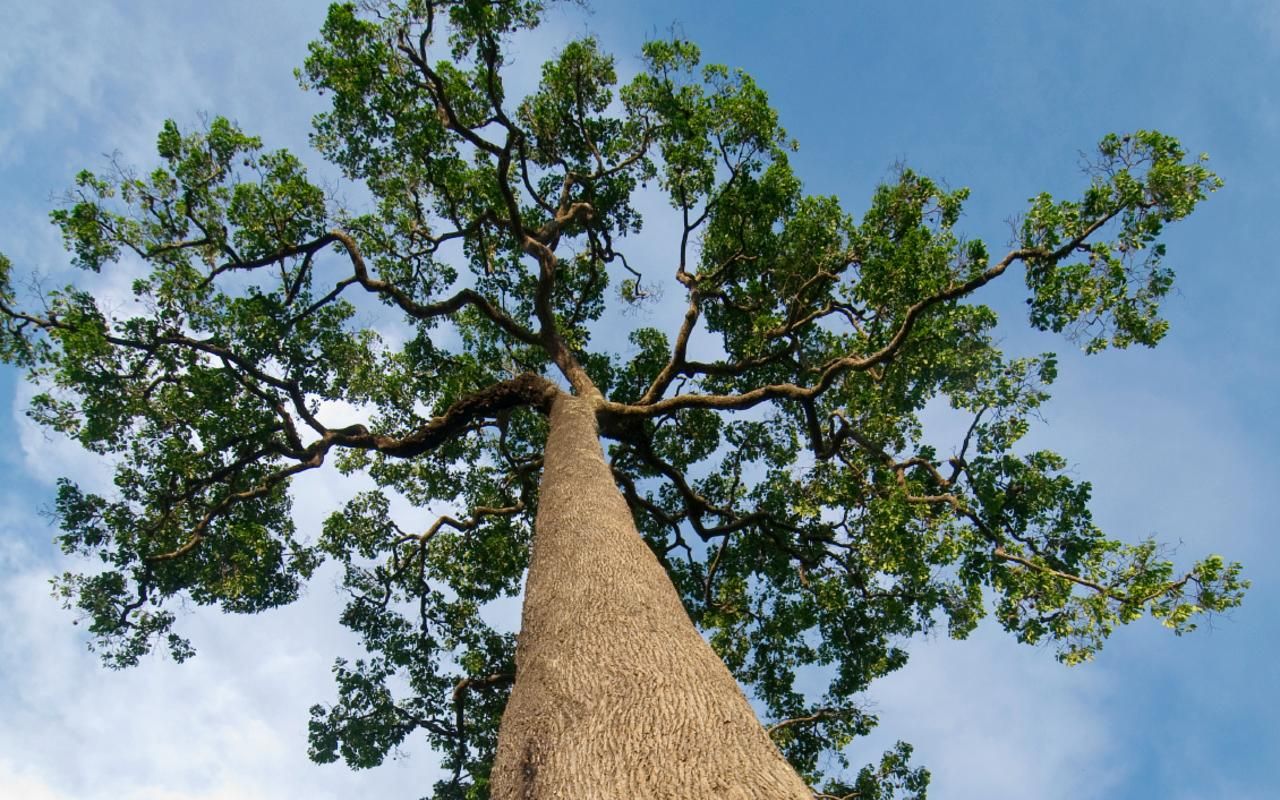 Foto do Campo Bom