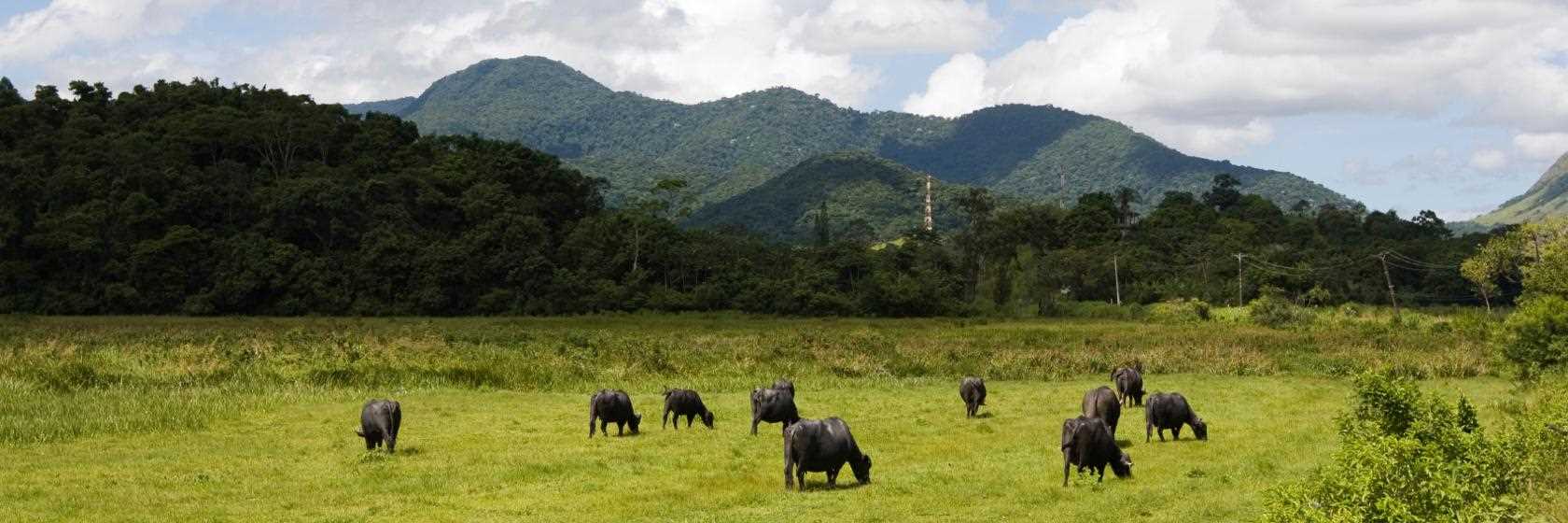 Foto do Santa Cruz do Sul