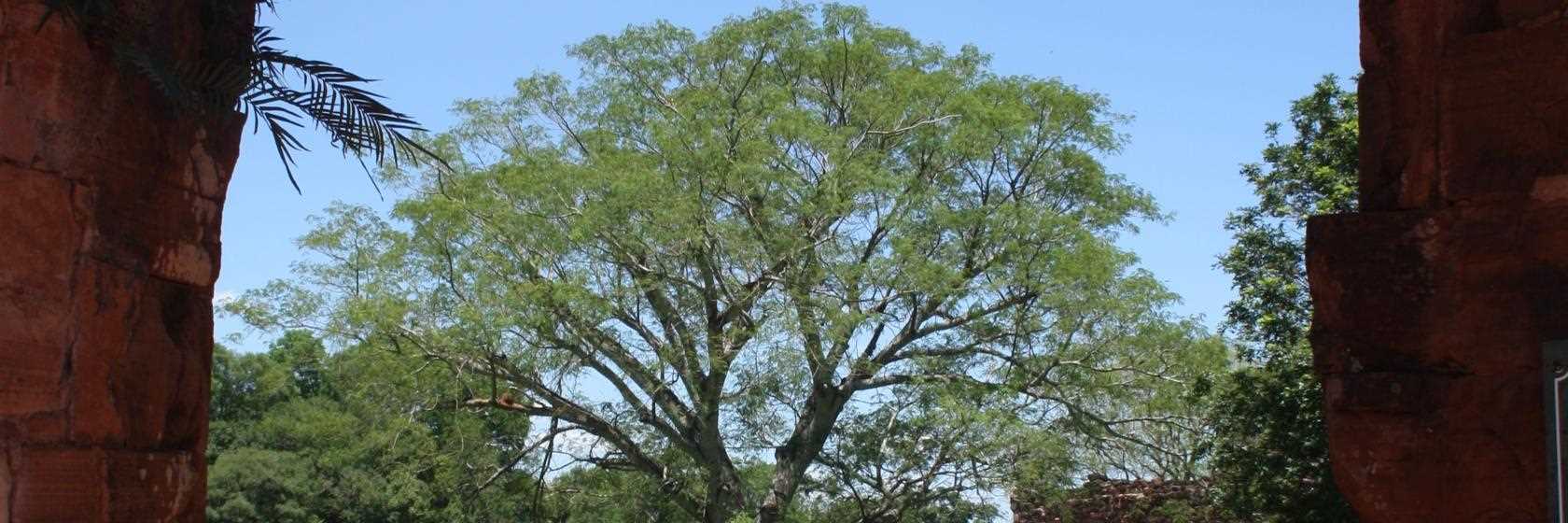 Foto do São João da Boa Vista